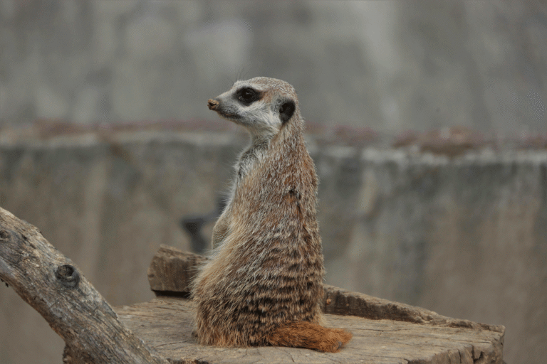 Zoo éthique en France : notre top des parcs engagés pour la biodiversité