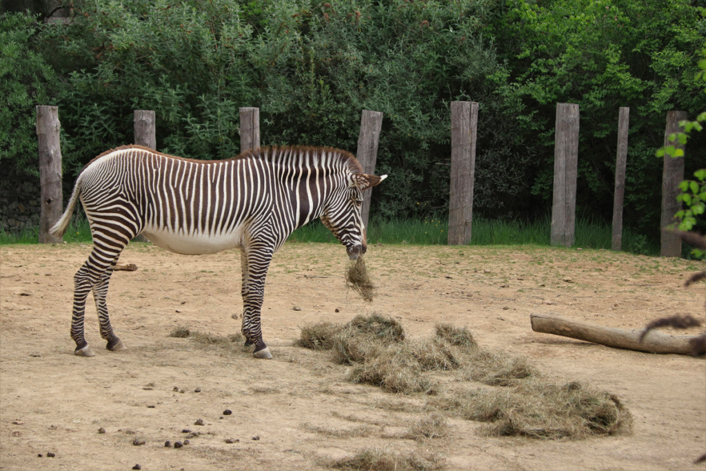 Aménagement d'un enclos immersif respectant le bien-être animal dans un zoo éthique en France