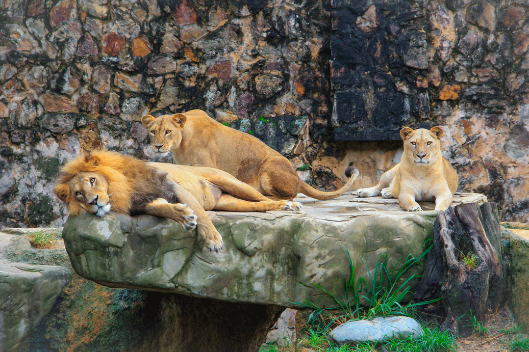 Lions observés dans un parc animalier, ambiance proche d’une visite au Parc des Félins