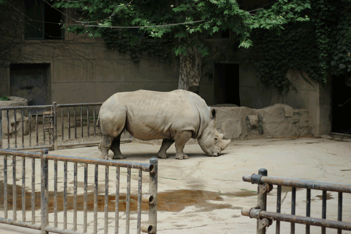 Safari en voiture au milieu de la faune sauvage à la Réserve Africaine de Sigean