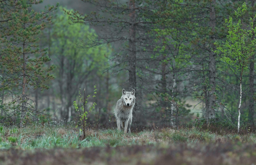 Loup gris dans le paysage hivernal du Parc de Sainte-Croix