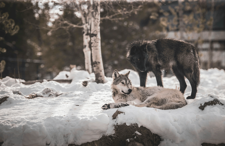 Meute de loups au Parc de Sainte-Croix en Moselle
