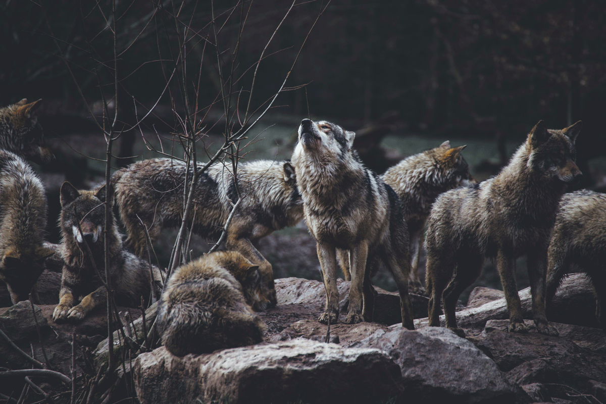 Lodge immersif au Parc de Sainte-Croix avec vue sur les loups