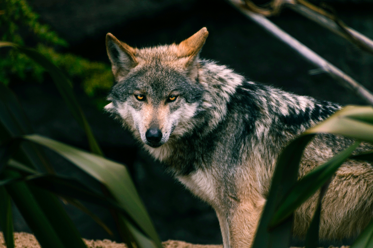 Rencontre avec les loups au Parc de Sainte-Croix