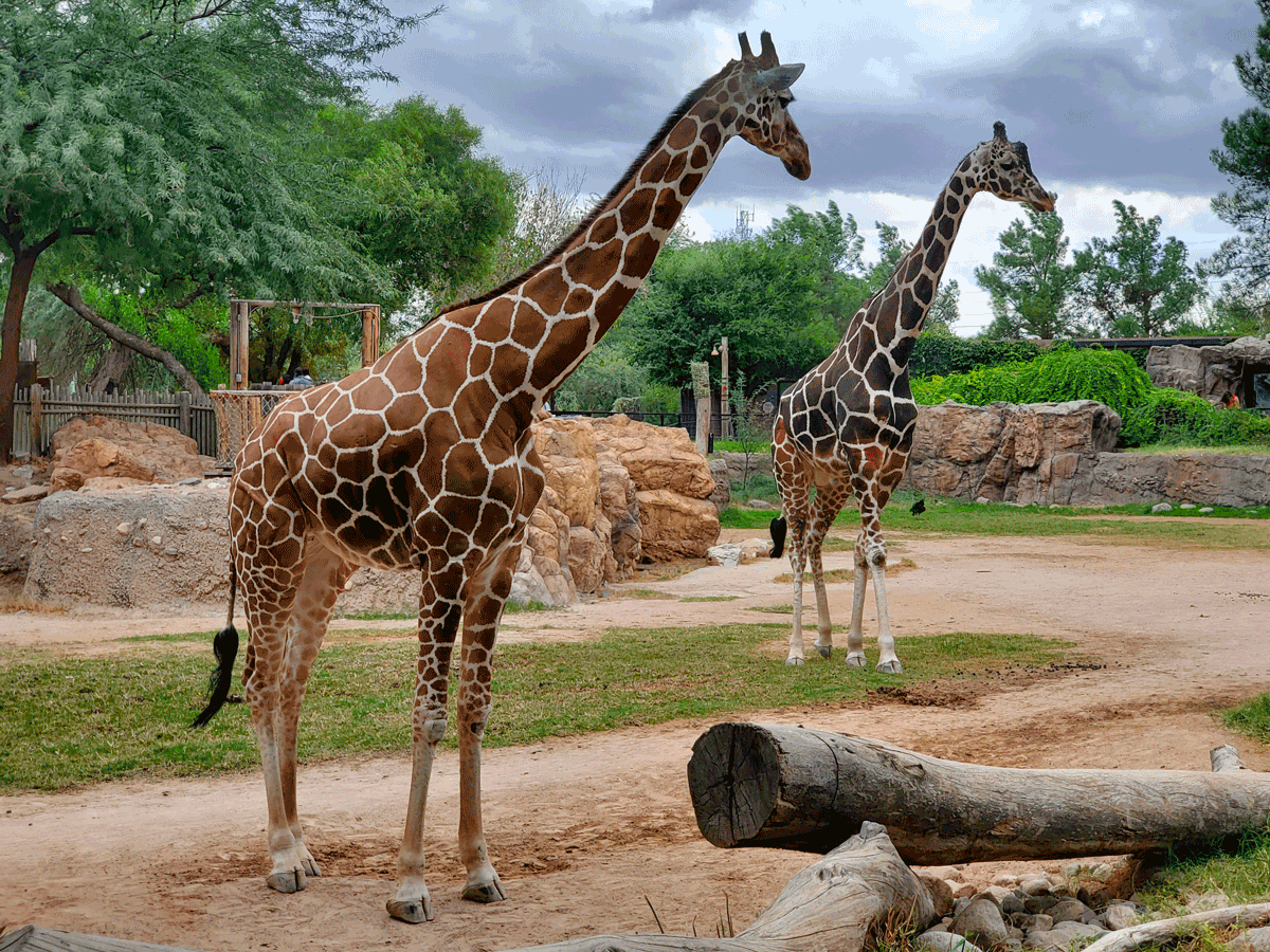 Ours noirs dans leur espace naturel à la Réserve Africaine de Sigean