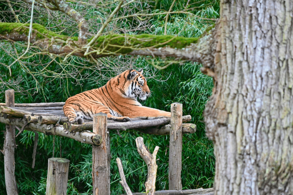 Un Tigre au Zoo de Thoiry