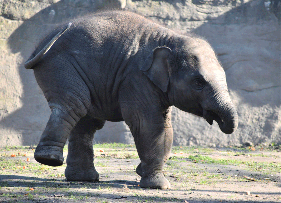 Parcours safari en voiture - plus beaux zoos de France