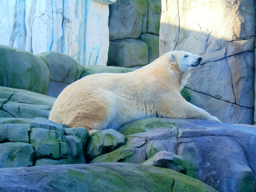 Bien-être animal et conservation - plus beaux zoos de France