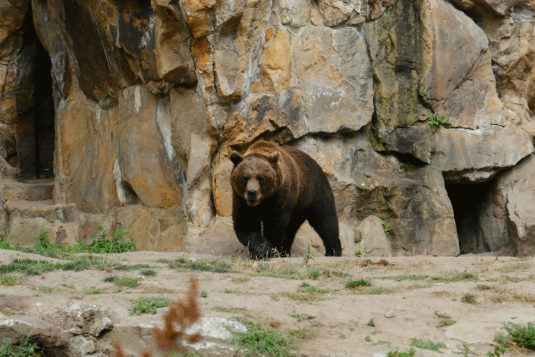 Quel temps faut-il prévoir pour visiter le zoo d'Amnéville