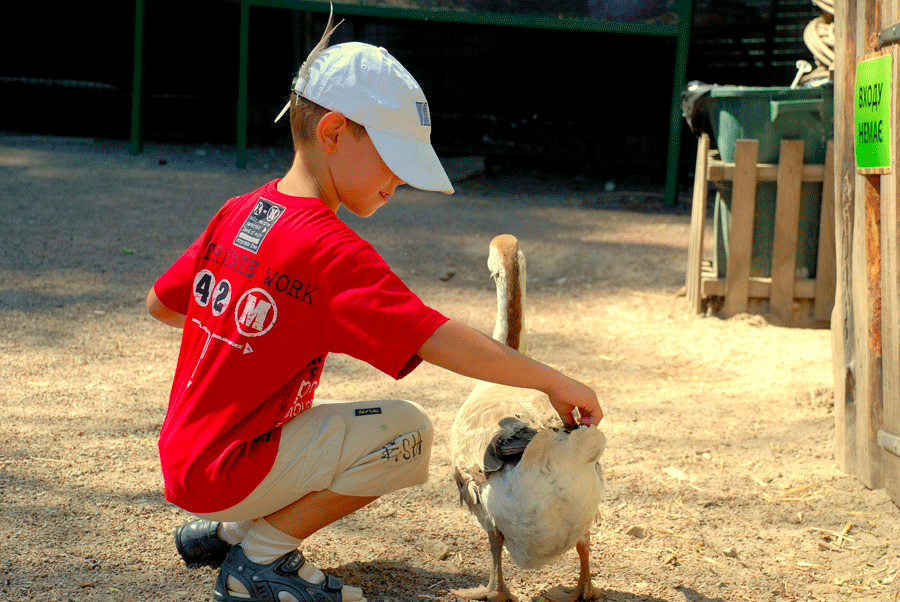 Bébé au zoo observant les animaux avec ses parents