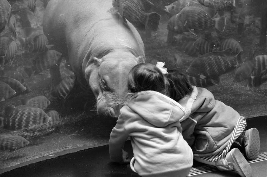 Zoo avec bébé : première sortie en famille dans un parc animalier