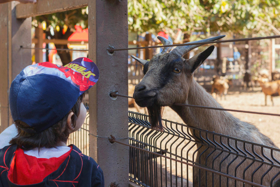 Meilleur moment pour visiter un zoo avec bébé le matin