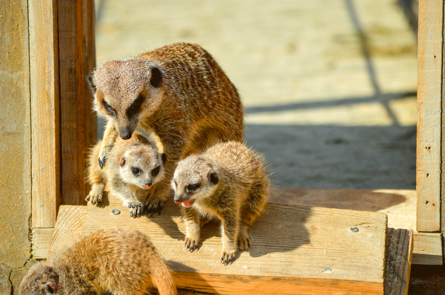 Préparer une sortie au zoo avec bébé et jeune enfant